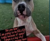 https://www.instagram.com/p/CTdCICNBo-b/n� � CONFISCATED for animal cruelty and NOW DIES! nnLast call for #A2146301 King #Buminnhttps://petharbor.com/pet.asp?uaid=HLLS.A2146301nnKing Bumi is on the euth list for space!!! He will be killed on 9-5-21!!!!!!!! HE WAS CONFISCATED FOR CRUELTY AND HAD A ROTTEN life!He deserves a chance for love!Please email rescuepets@hillsboroughcounty.org and rescuemetampa@yahoo.comnnKing Bumi is a great dog!!! He is super friendly and sweet.He has been tre