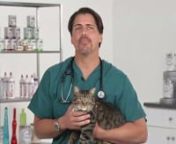 Learn more about Oral Squamous Cell Carcinoma In Cats (Feline Oral SCC). In this video we meet with Dr. Mona Rosenberg who is board certified in veterinary oncology. She&#39;ll discuss Feline Oral SCC: testing &amp; diagnosis, therapies &amp; treatment.