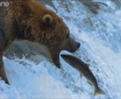 WARNING: Viewer discretion is advised!nRwnlPwnl Store - http://rwnlpwnl.spreadshirt.com/nFacebook - http://facebook.com/RwnlPwnl Twitter http://twitter.com/RwnlPwnlnnLinks to actual videos:nGrizzly Bears Catching Salmon - Natures Great Events The Great Salmon Run - BBC One http://www.youtube.com/watch?v=0NcJ_63z-mAnMonkey vs Cat http://www.youtube.com/watch?v=fWZ2QVx9pr8nSmall Snake vs. Large Toad Frog http://www.youtube.com/watch?v=ezKbeYYYStgnWolves vs coyote [HD] http://www.youtube.com/watch?