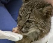 Rufus the blind bobcat kitten was believed to have been hit by a car on Dec 4th in South Carolina. He weighed just 4.2lbs, had a broken jaw, split canine and was comatose.nAfter he woke up from the coma he was pretty loopy, the South Carolina rehabber figured the impact had done brain damage. They had to wire the jaw shut, tube feed him and remove the broken canine, he was taken in by Big Cat Rescue on Feb 12th 2012.nnWe continued with the rehab process and all fell in love with this brave littl