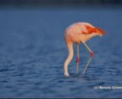 Flamingos-chilenos se alimentando/ Phoenicopterus chilensisnNome em Inglês: Chilean Flamingo / Francês: Flamant du Chili/ Alemão: ChileflamingonEspanhol: Flamenco Chileno.nOs flamingos são aves filtradoras que vivem próximos à água de onde provém sua dieta, composta principalmente de vegetação e invertebrados aquáticos. Em grande parte desses invertebrados está presente uma substância chamada caroteno que confere ao animal a coloração rosada. Na falta dessa substância as pena
