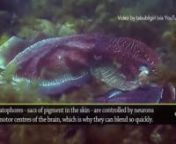 Let biomimicry expert (15 years!) and Biomimicry 3.8 co-founder Dayna Baumeister explain the amazing color-changing skills of the octopus.nnAskNature Nuggets &#124; Episode 11nnThank you to YouTube user tabubilgirl for their Creative Commons licensed footage of the cuttlefish used in this video:nwww.youtube.com/watch?v=-laocAwQERYnn---------------------------nTranscript: nnOctopuses and their cousins – squid and cuttlefish- all have one thing in common and that is they have no shell. And without a