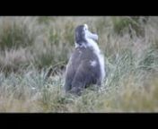 This wandering albatross chick was on a nest on Prion Island, South Georgia Island. Video by Shun Cheung using a Nikon D300S for photo.net.