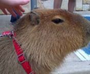 Lilly and I got to meet Caplin Rous, the internetses most famous capybara, today. He was SO cool