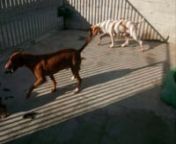 Deze honden zoeken allemaal nog een lief baasje. Podenco&#39;s uit het asiel in La Linea Spanje.
