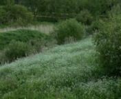 A 3 minutes sound recording of the nightly concert of Blyth&#39;s Reed Warbler with Trush Nightingales in the background in the delta of river Kokemäenjoki near town Pori in Western Finland. nnA Holotna soundscape by Jan Eerala, Makholma Finland.