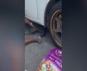 A whopping 6ft-long Godzilla-like monitor lizard was found keeping warm in a family&#39;s car engine.Footage shows the reptile&#39;s tail sticking out of the engine in Phang Nga province, Thailand on February 1. Its head and most of its body were deep inside the vehicle and wouldn&#39;t come out.When the driver and onlookers worked together to pull the creature, they were shocked as it revealed to measure up to 6ft-long, which was taller than most of them.Onlooker Maylin said the reptile was keeping warm inside the car during the current winter cool season which seems temperatures fall below 20 degrees Celsius at night.Maylin added: ‘We don&#39;t know how the lizard entered the engine. It was so big and didn&#39;t want to come out.&#39;The monitor lizard resisted and went deeper into the car so the driver had to ask the mechanics to remove some of the parts.While they pulled out some wires on the engine, the reptile crawled below the car where a local caught its head and finally took it out.He was seen grabbing the lizard using bare hands and triumphantly raising the creature to show its size. It was unhurt and placed in an empty rice sack. They released the lizard back into the wild while the car was taken for repair although the driver said that the insurance company had covered the fees.Asian water monitor lizards normally live in canals, swamps, sewers and ponds in cities in Thailand. They feed on fish, snakes, frogs and scraps of food left by humans.The reptiles are aggressive when threatened and have a mildly venomous bite which sometimes carries harmful bacteria. The Godzilla-like reptiles are also a protected species in the country so their population thrives.