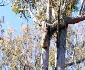 More than 150 stakeholders have gathered at Taronga Zoo in Sydney to discuss how to save koalas from extinction. State strategies aim to address habitat loss, climate change, and other threats to the unique and endangered species.
