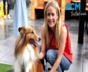 Staff at a Sydney corporate office have a rooftop playground to exercise their canine companions while at work, with hopes they will soon be able to use public transport to get their pets there. Video via AAP.