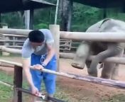funy elephant from funy kbvideos