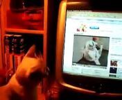 MY CAT WATCHES PORN.&#60;br/&#62;funny moment where the cat is watching internet porn