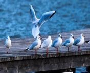 Template Videos of Birds, Seagulls, Waterfowl - adalinetv