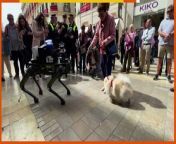 Police in Spain test robot dog to enforce traffic laws from movie joel robot
