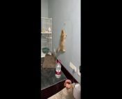 The Ultimate Funny Cat Compilation 2024 from cat and 2020