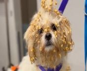 A cheeky pup tore into boxes of cereal - with her fur left covered with sugar puffs.&#60;br/&#62;&#60;br/&#62;A hilarious video shows owner Heather Hunt, 51, coming home to discover her two-year-old Zuchon Crumpet completely covered from head to toe.&#60;br/&#62;&#60;br/&#62;Heather can be heard shouting &#92;