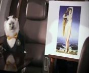 Carlton the Cat is on a mission to change the way you think about vaginas. Warning: This is an ad stunt for Summer%u2019s Eve, maker of vaginal cleansing products.