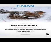 Story of a frozen bird from big bird