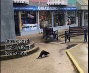Otter spotted in Aberystwyth town centre and Bow Street from mi service centre jammu