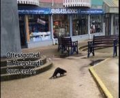 Footage captured showing an otter travelling through Bow Street, Clarach an Aberystwyth town centre from chader mat bow