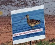 A commercial development planned for wetlands in Brisbane has been knocked back by the Federal Environment Minister. The plan would have seen extensive dredging of land used by critically endangered birds.