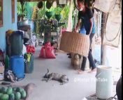 Wow!! New Prank _ Handmade Basket Prank on Sleeping Dog _ very Funny with try to stop Laugh! from cpbb basket