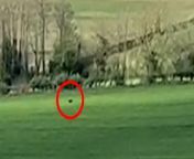 A motorist was stunned after spotting a &#39;panther-like&#39; big cat in a field - then finding its prints.&#60;br/&#62;&#60;br/&#62;Geoff Thompson, 37, had pulled over in a layby on a country lane between Great Witley and Martley in Worcestershire.&#60;br/&#62;&#60;br/&#62;The YouTuber and classic car enthusiast stopped to take photographs of his beloved classic Renault 10 - when he noticed something strange in the distance.&#60;br/&#62;&#60;br/&#62;He then spotted a large feline shape lurking in the field behind the car on April 14 - and then investigated and found its prints.&#60;br/&#62;&#60;br/&#62;Geoff, of Worcester, said: “I just went out for a sunny drive - I noticed it as I started photographing my car. I think it was a panther.” &#60;br/&#62;&#60;br/&#62;In the 24 second video, filmed on his mobile phone, he can be heard exclaiming, “What the heck is that animal?!”&#60;br/&#62;&#60;br/&#62;Geoff, who runs the popular YouTube channel Geoff Buys Cars, attempted to track the animal and record evidence of its tracks.&#60;br/&#62;&#60;br/&#62;He said: “I saw this mystery animal so I&#39;m going to take a stroll down this field and see how much mud there is at the bottom. &#60;br/&#62;&#60;br/&#62;&#92;