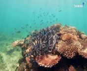 Australia&#39;s Great Barrier Reef is undergoing another mass coral reef bleaching event. Scientists are using an artificial intelligence-powered underwater drone to map out the changes.