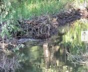 This Beaver Dam is So Huge, You Can See It from Space _ Climate Heroes from paoli dam নাটক