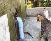 cats are chasing a big snake out of their house from girl and snake