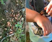 Cicadas begin emerging in parts of South Carolina from how to make pot begin korbo tare bo inc orin hp