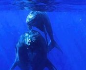 This is the amazing moment a humpback whale presented her new-born calf to a group of kayakers.&#60;br/&#62;&#60;br/&#62;Brittany Ziegler, 34, captured the footage while kayaking off the coast of Maui, Hawaii, USA.&#60;br/&#62;&#60;br/&#62;The giant mammal can be seen turning slowly in the water- with her calf above her.&#60;br/&#62;&#60;br/&#62;Brittany, a diver and content creator, said: &#92;