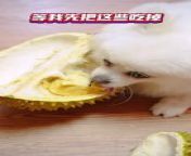 Do you like durian? Dogs love it