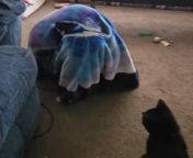 This English Bulldog named Mazie was playing under a blanket and Xena, the kitten, was watching her. Initially, Xena went to check on her as Mazie made a weird sound as she struggled to come out of the blanket. But eventually, Xena just sat and watched the dog.
