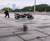 Cats jump in the motorcycle