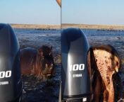 Charging hippo bites tourist boat’s rear motor in furious chase from motor gari