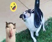 Laugh Out Hard With Funny Cat & Dog Complication of 2024 from kitten flute music by bari