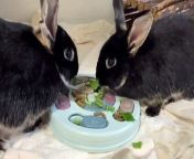 Easter appeal to find forever homes for rescue rabbits from dylan tvz alqay 3