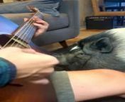 This pig, Lido, known for his human-like blue eyes, was listening to his owner playing guitar. He calmly listened to the music without reacting to it.&#60;br/&#62;&#60;br/&#62;The underlying music rights are not available for license. For use of the video with the track(s) contained therein, please contact the music publisher(s) or relevant rightsholder(s).