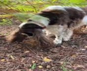 This dog helped their owner to find mushrooms in the forest. They followed its smell and directed their owner toward it. The smart dog did a brilliant job of finding the mushrooms.