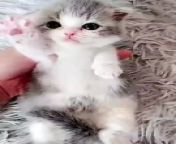 funny cat and Dogs videos&#60;br/&#62;&#60;br/&#62;Baby cats are amazing creatures because they are the cutest and the most fun. Watching funny baby cats is the hardest try not to laugh challenge. This is the cutest and best video ever. It is funny and cute!&#60;br/&#62;&#60;br/&#62;funny cat videos tiktok&#60;br/&#62;funny cat videos 2020&#60;br/&#62;funny cat videos try not to laugh&#60;br/&#62;funny cat videos&#60;br/&#62;funny cat videos website&#60;br/&#62;funny cat videos short&#60;br/&#62;funny cat videos 2021&#60;br/&#62;copyright free funny cat videos&#60;br/&#62;funny cat videos reddit&#60;br/&#62;funny cats and dogs&#60;br/&#62;funny cat clips&#60;br/&#62;funny cat videos with music&#60;br/&#62;new funny cat videos&#60;br/&#62;funny kitten videos&#60;br/&#62;funny cat videos clean&#60;br/&#62;funny cat videos youtube&#60;br/&#62;most popular funny cat videos&#60;br/&#62;funny cat videos copyright free&#60;br/&#62;hilarious cat videos&#60;br/&#62;funny cat and dog videos&#60;br/&#62;funny funny cat videos&#60;br/&#62;funny cat video&#39;s&#60;br/&#62;funny kitty videos&#60;br/&#62;cat videos funny cat videos&#60;br/&#62;funny cat dog videos&#60;br/&#62;show me funny cat videos&#60;br/&#62;silly cat videos&#60;br/&#62;funny kitty cat videos&#60;br/&#62;videos funny cat videos&#60;br/&#62;funny cats youtube&#60;br/&#62;super funny cat videos&#60;br/&#62;funny cat videos 2019&#60;br/&#62;funny cat and dog videos 2020&#60;br/&#62;cats doing funny things&#60;br/&#62;funny cat fails&#60;br/&#62;really funny cat videos&#60;br/&#62;funny cat vines&#60;br/&#62;funny cat videos 2018&#60;br/&#62;funny cat videos with cucumbers&#60;br/&#62;funny cat tiktok&#60;br/&#62;funny cat and dog videos 2021&#60;br/&#62;funny cat videos 2020 try not to laugh&#60;br/&#62;funniest cat videos ever&#60;br/&#62;you tube funny cat videos&#60;br/&#62;short funny cat videos 2020&#60;br/&#62;play funny cat videos&#60;br/&#62;funny cat and dog videos try not to laugh&#60;br/&#62;youtube funny cats and dogs&#60;br/&#62;funny cat videos 2020 clean&#60;br/&#62;best funny cat videos&#60;br/&#62;omg so cute cats&#60;br/&#62;funny cat moments&#60;br/&#62;cute cat videos funny&#60;br/&#62;funny talking cat videos&#60;br/&#62;funny cats videos 2021&#60;br/&#62;funny cats talking&#60;br/&#62;silly kitty videos&#60;br/&#62;funniest cat videos in the world&#60;br/&#62;silly cute cat videos&#60;br/&#62;play funny cat videos on youtube&#60;br/&#62;the funniest cat videos&#60;br/&#62;funny kitten videos 2020&#60;br/&#62;very funny cat videos&#60;br/&#62;funny cats and dogs 2021&#60;br/&#62;funny cat videos not on youtube&#60;br/&#62;funny fat cat videos&#60;br/&#62;funny kittens youtube&#60;br/&#62;cute and funny cat videos&#60;br/&#62;super funny cat videos try not to laugh&#60;br/&#62;free funny cat videos&#60;br/&#62;funny dog and cat videos 2021&#60;br/&#62;tiktok funny cat videos&#60;br/&#62;funny meow&#60;br/&#62;funniest cat and dog videos&#60;br/&#62;tiktok cat funny video&#60;br/&#62;funny kitten videos 2021&#60;br/&#62;funny cats and dogs videos 2021&#60;br/&#62;super funny cats&#60;br/&#62;catnip video funny&#60;br/&#62;funny cat funny cat&#60;br/&#62;tom cat funny videos&#60;br/&#62;funny cat videos no copyright&#60;br/&#62;funny kitty videos 2020&#60;br/&#62;funny cats and kittens&#60;br/&#62;silly cats and dogs videos&#60;br/&#62;funny cat cucumber videos&#60;br/&#62;funny dog and cat videos 2020&#60;br/&#62;youtube funny cat videos 2021&#60;br/&#62;kittens funny videos 2021&#60;br/&#62;funny cat videos funny cat videos&#60;br/&#62;funny kitten videos youtube&#60;br/&#62;google funny cat videos&#60;br/&#62;funny cats and dogs 2020&#60;br/&#62;youtube funny cat videos 2020&#60;br/&#62;funny catnip videos&#60;br/&#62;ok google funny cat videos&#60;br/&#62;silly cat videos 2021&#60;br/&#62;funny kitty videos 2021&#60;br/&#62;funny cat videos youtube 2021&#60;br/&#62;cute and funny cat videos to keep you smiling