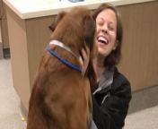 An excitable pooch has been reunited with her owner after being missing for more than two years. Delighted Emmy Lou, a five-year-old Heeler-Collie-cross, bounced up and down with delight before pouncing on her owner, Rebecca Bien, 27, a Louisville Metro Animal Shelter. The pair had been apart since September of 2017 – but all this might not have been possible if it were not for Facebook. Emmy Lou went missing during a storm in the Louisville area, and after searching high a low, Rebecca, her friends and family had no like in finding the beloved pooch. Initially Rebecca was buoyed by the fact that her friend had discovered her dog, also lost in a storm, after a couple of weeks. But as the years rolled on, Rebecca had come to accept that her “baby” was not coming home. After initial campaigns with fliers and Craigslist did not prevail, Rebecca set up a Facebook page, “Help Find Emmy Lou Harris (The Dog),” which eventually swelled to around 1,000 members. Those most active became known to her as “Emmy Angels”, who would meet up and search for Emmy across the area, some driving, some walking. After a sighting had come in around Christmas time, one of Emmys Angels decided to check the local animal shelter listings to see if a dog matching Emmy on the street had actually been found. There, she found an image of a similar dog on January 22 and sent it Rebecca, who immediately recognized Emmy. The person who had found Emmy said that she was on the same street the dog had lived with Rebecca for more than two years. When the pair were finally reunited on January 24, the joy was there for all to see.