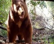 This guy had set up a motion-activated camera to track a brown bear&#39;s activity in the Angeles National Forest. During the six months, he witnessed the bear cross the camera every few days following their usual path. Mostly, the bear stopped by a tree to rub their back against it. They also noticed a few skunks and wild cats walking the same forest trail.