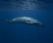 Blue whales, the largest animals on Earth, have returned to a part of the Indian Ocean where they were once decimated by whaling. Researchers and filmmakers captured footage of the whales in 2020 and 2021, revealing their presence in the region for extended periods. This suggests potential breeding activity in the Seychelles. This is considered a &#92;