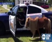 A little pony in southwest Florida apparently wanted to be a wild horse, as it galloped down a highway away from its paddock.
