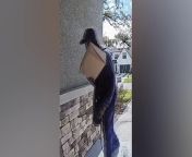 Porch pirate caught running off with package on doorbell camera in Florida from shane pirate song incadeshi movie garam masala songs