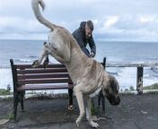 Credit: SWNS&#60;br/&#62;&#60;br/&#62;Meet the UK&#39;s biggest dog - an 18 stone &#39;gentle giant&#39; who eats an entire chicken for dinner every day.&#60;br/&#62;&#60;br/&#62;Two-year-old Abu, a Turkish Malakli, stands at 7ft 2in when on his hind legs and weighs just over 18 stone - the same as a baby elephant.&#60;br/&#62;&#60;br/&#62;Owner Dylan Shaw, 33, believes this makes him the UK&#39;s biggest dog - and he&#39;s expected to put on a few more stone in the next year.&#60;br/&#62;&#60;br/&#62;The huge hound wolfs down 3kg of meat a day, including one whole chicken, three whole mackerel, two eggs, and raw meat dog food every day.