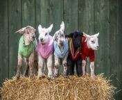 Five lambs have been given woolly jumpers - to help them keep warm.&#60;br/&#62;&#60;br/&#62;The lambs aged four to ten days are looking colourful at Auchingarrich Wildlife Park in Perthshire in Scotland.