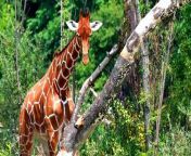 Giraffe 4K Ultra HD 60fps Video _ Giraffes Collection in 4K HDR 60fps ULTRA HD&#60;br/&#62;&#60;br/&#62;#girafffe