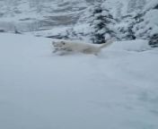 A man filmed his dog, Nova, experiencing snow for the first time. When he opened the door, Nova, unaware of the depth, rushed out, and submerged into the snow which was almost three feet deep. She excitedly ran through it, making the owner laugh out loud.