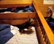 Hamster mad with power makes a dog jump non-stop for his amusement